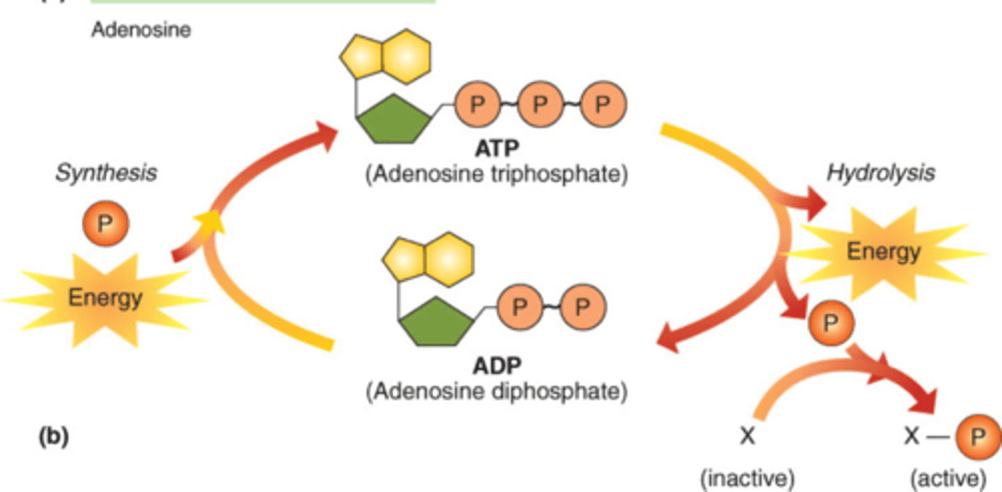 <p>The breakdown of ATP into ADP and phosphate releases energy while the formation of ATP from ADP and phosphate stores energy</p>