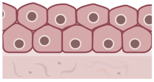 <ul><li><p>flat cells, more than one layer</p></li><li><p>protects against abrasions</p></li></ul><p></p>