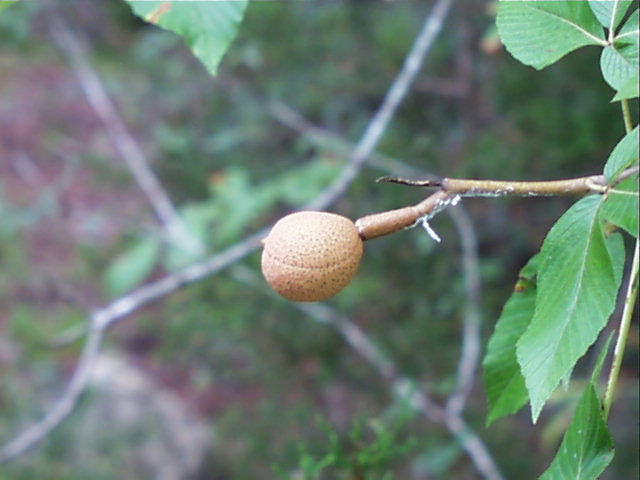 <p>Aesculus pavia <br>(Soapberry)</p>