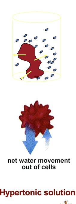 <p>If red blood cells are placed in a solution of higher concentration i.e. a hypertonic solution (e.g. 3% NaCl)</p>
<p>the water will move from the cells to<br />
 the surrounding solution.</p>
<p>The cells will shrink until equilibrium is restored.</p>