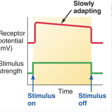 <ul><li><p><span style="font-family: Calibri">Generally slow adapting or do not adapt at all. They are important in situations where a near constant signal from a stimulus is necessary.</span></p></li><li><p><span style="font-family: Calibri">Example: Muscle stretch receptors as the CNS constantly requires knowledge of the state of contraction of all skeletal muscles in order to maintain posture and balance</span></p></li><li><p><span style="font-family: Calibri">Similarly, pain receptors are tonic receptors as the CNS requires knowledge of painful and potentially dangerous stimuli</span></p></li></ul>
