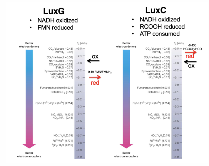 What is the biochemical significance of LuxG?