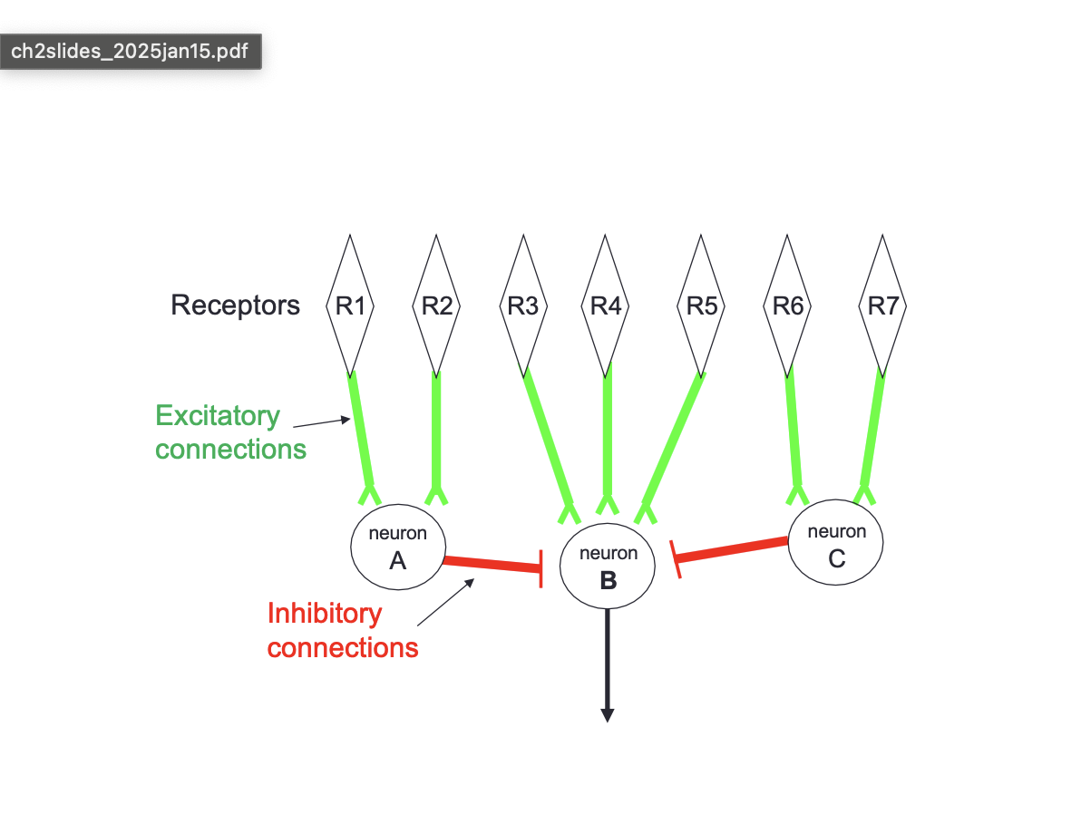 <p>Neuronal connectivity and lateral inhibition</p>