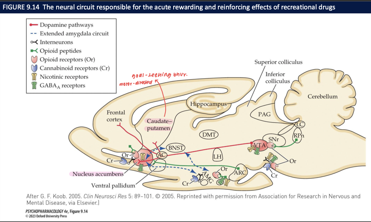 <p><strong>PFC dysregulation</strong> (dlPFC/ACC: control↓; vmPFC/OFC: over-valuation of drug cues) ➜ <strong>corticostriatal shift</strong> from <strong>goal-directed (DMS)</strong> to <strong>habit (DLS)</strong> ➜ <strong>cue-triggered seeking</strong> and poor impulse control → relapse.</p>
