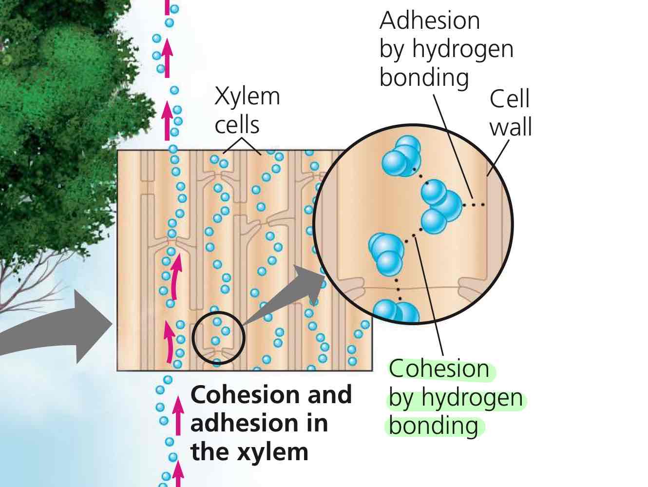 <p>Hydrogen bonding between water molecules.</p>