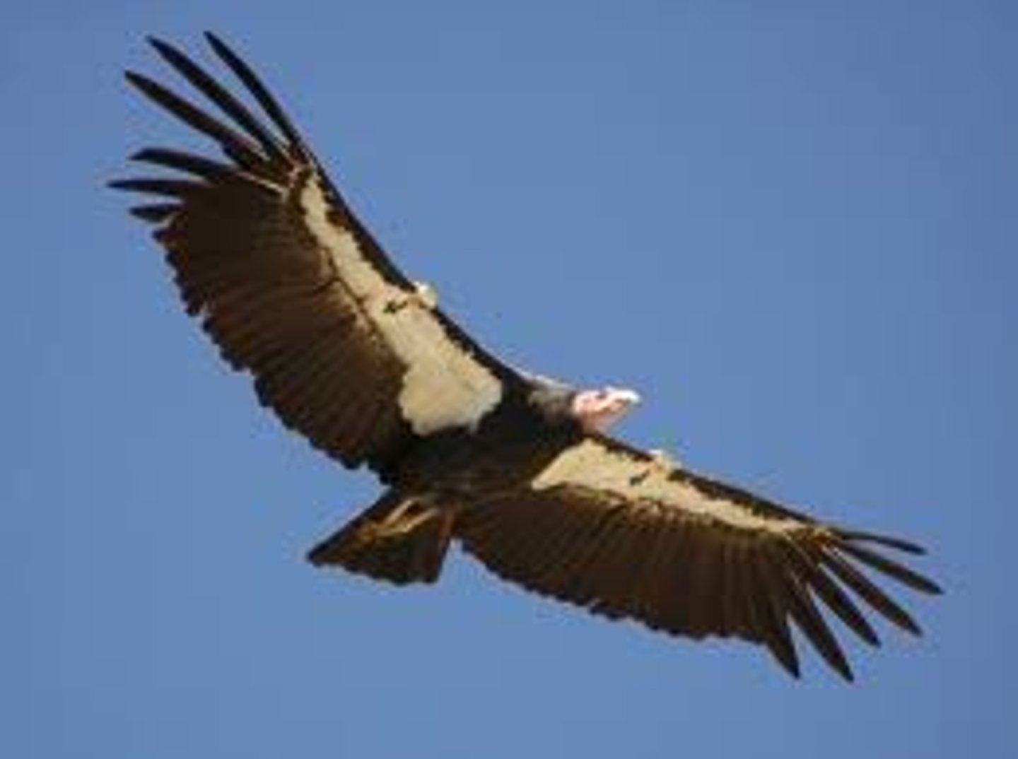 <p>california condor</p>