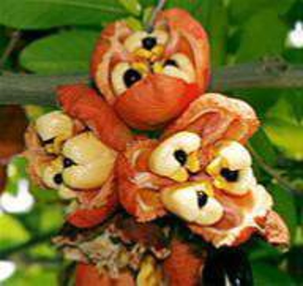 <p>= an extra seed covering, typically coloured and hairy or fleshy</p>