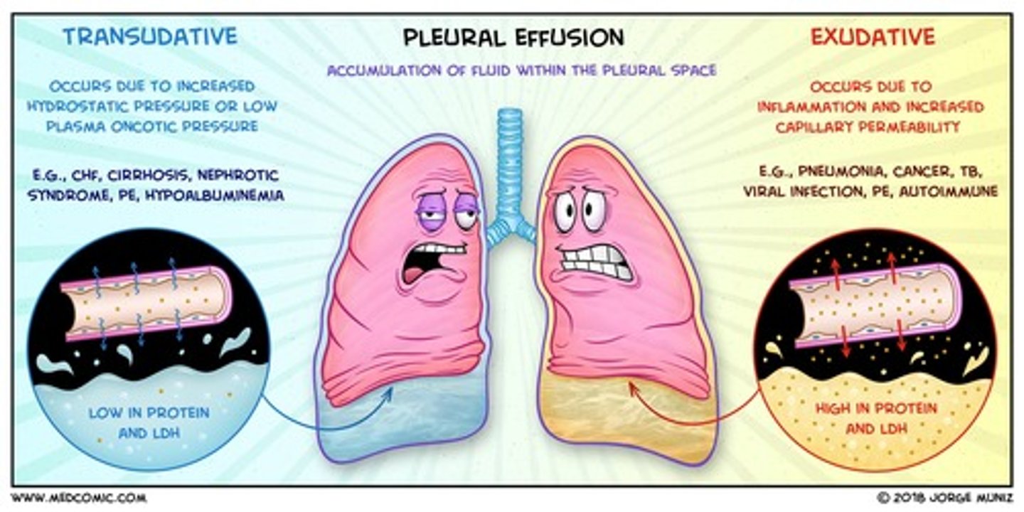 <p>- aka pus</p><p>- Fluid that leaks out of blood vessels into nearby tissues.</p><p>- Made of cells, proteins, and solid materials.</p><p>- Oozes from cuts or from areas of infection or inflammation.</p>