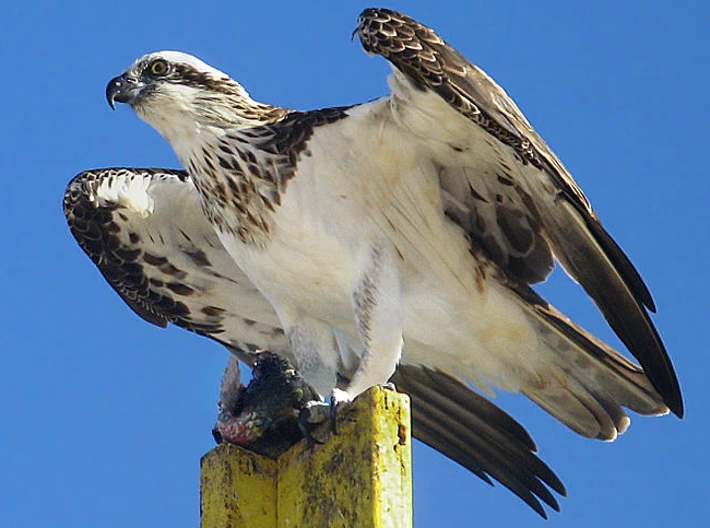 <p>order accipitriformes, family pandionidae</p>