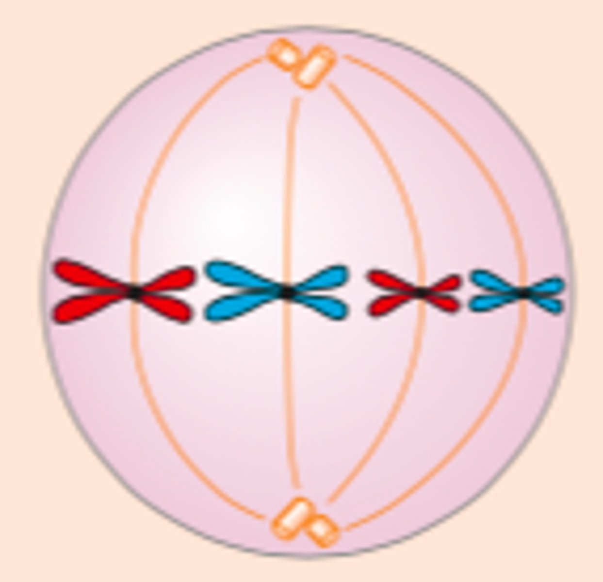 <p>Spindelen trekker kromosomene slik at de legger seg i et plan på midten av cellen. Lengste stadiet i mitosen (varer i 20 min)</p>