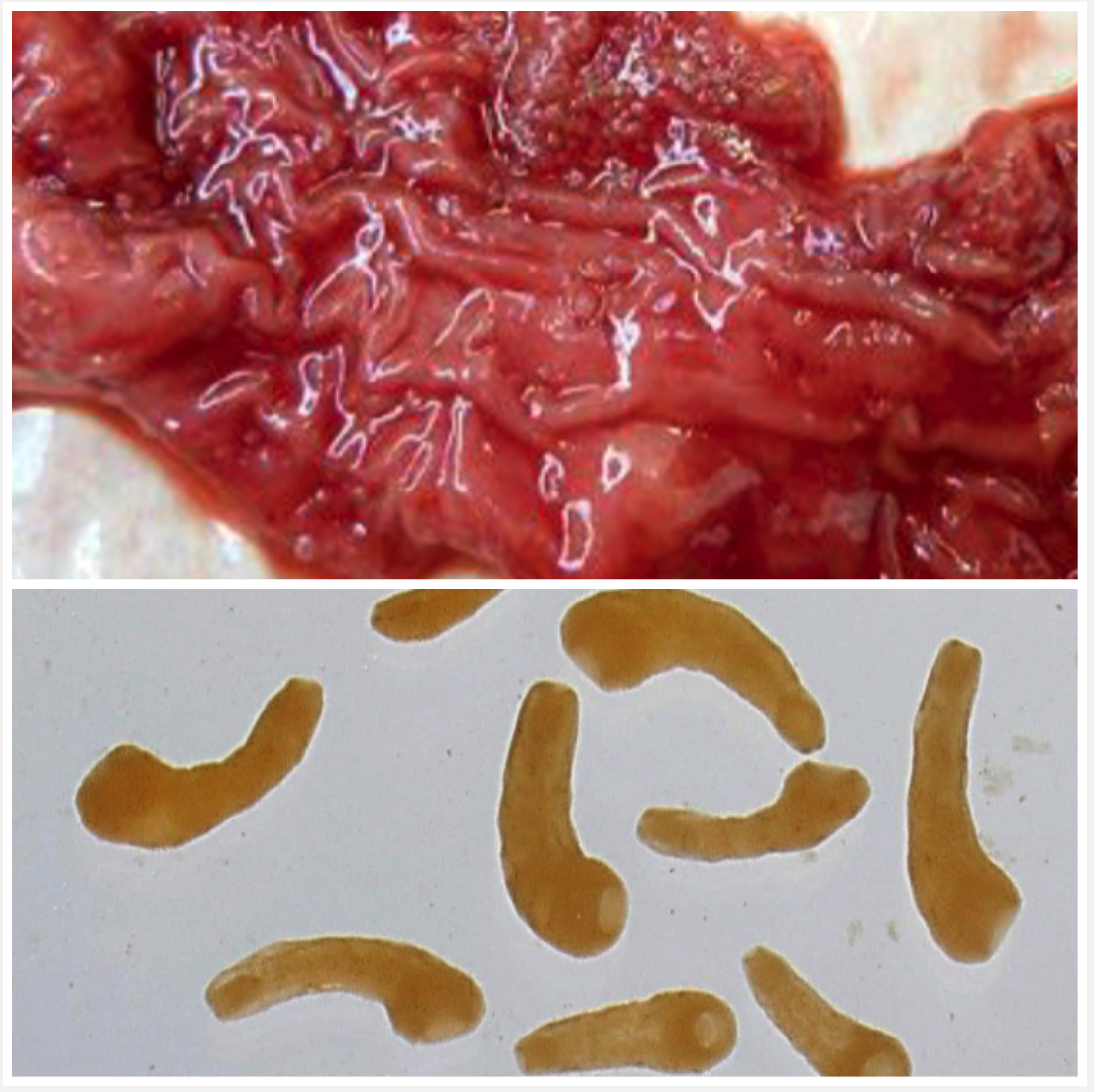 <p>RUMEN/RETICULUM (adults) &amp; ABOMASUM/DUODENUM (immature) Your calves in Victoria have been in a swampy pasture for 4 weeks, they display anorexia, polydipsia, weight loss and fluid, foul-smelling diarrhoea. The duodenum was congested and oedomatous with erosions and petechiae.</p><ul><li><p>Ingestion of metacercaria with water and grass</p></li><li><p>Pathogenic juveniles causes mechanical damage</p></li></ul>