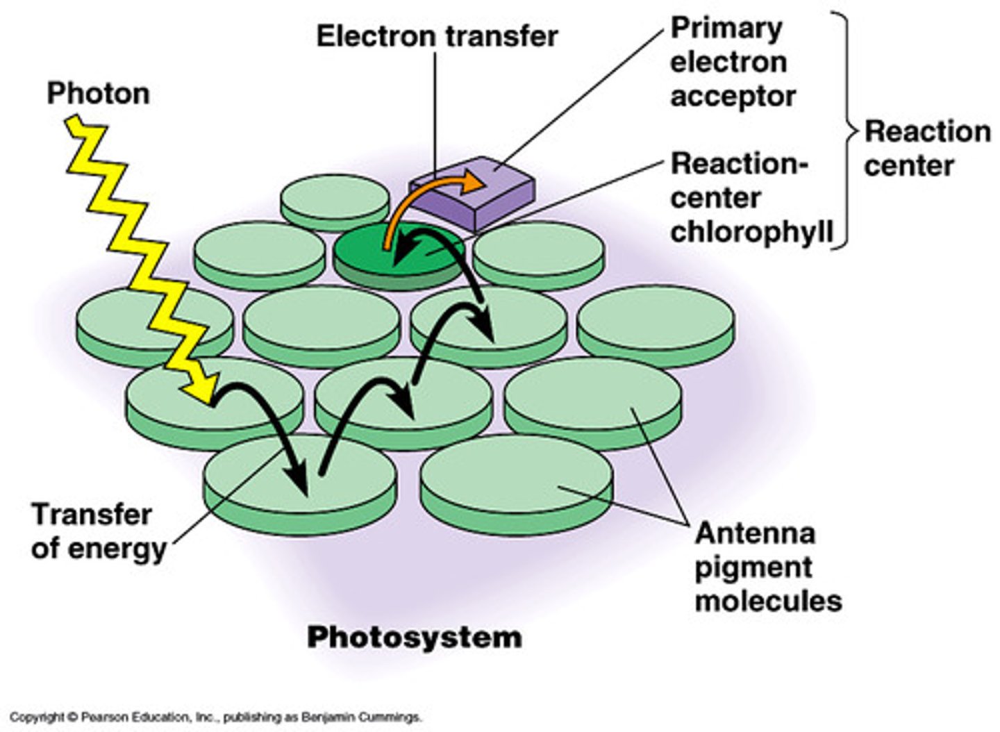 <p>Assemblages of chlorophyll and other pigments (carotenoids) closely bound to proteins, enzymes, and election carriers necessary for chemical reactions.</p>