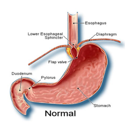 <ul><li><p>AKA Gastroesophageal (cardiac) sphincter</p></li><li><p>surrounds cardial orifice</p></li><li><p>keeps orifice closed when food is no swallowed</p></li><li><p>mucus cells on both sides of sphincter help protect esophagus from acid reflux</p></li></ul><p></p>