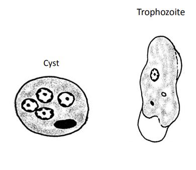 <p><em>Entamoeba hartmanni</em></p>