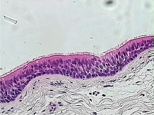 <p>Name the tissue</p>