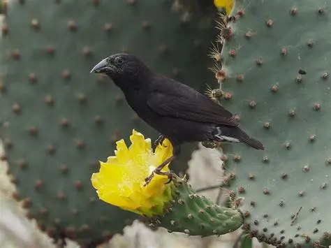 <p>Cactus Finch </p><ul><li><p>longer, more downward-curved beak than other ground finches </p></li></ul><p></p>