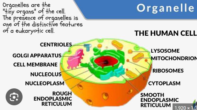 <p>Oraganelle</p>