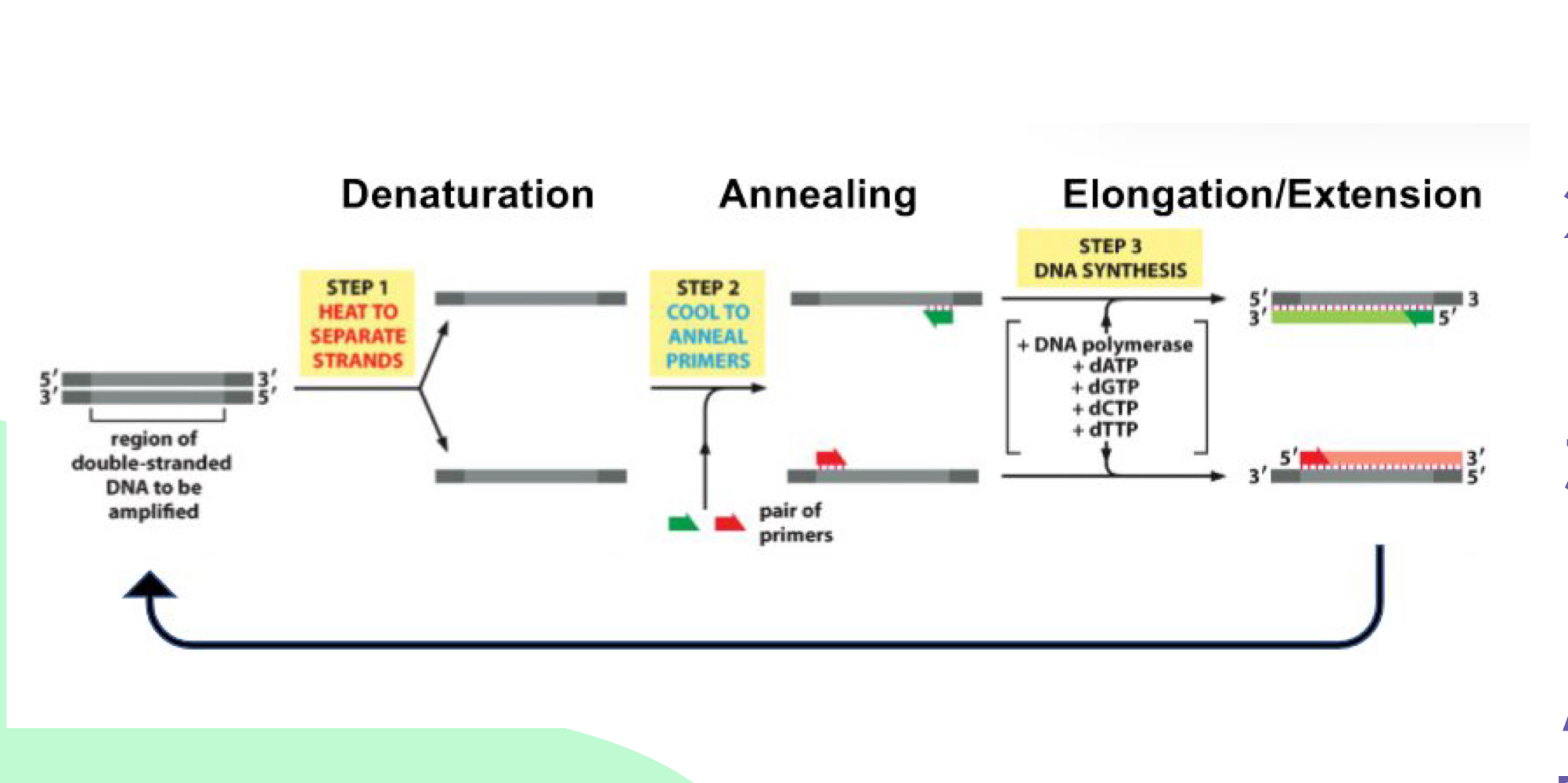 <p>1) Denature (use heat to separate DNA strands), 2) Anneal (primers stick to sequence-specific sites), 3) Elongation (synthesize new strand using DNA polymerase)</p>