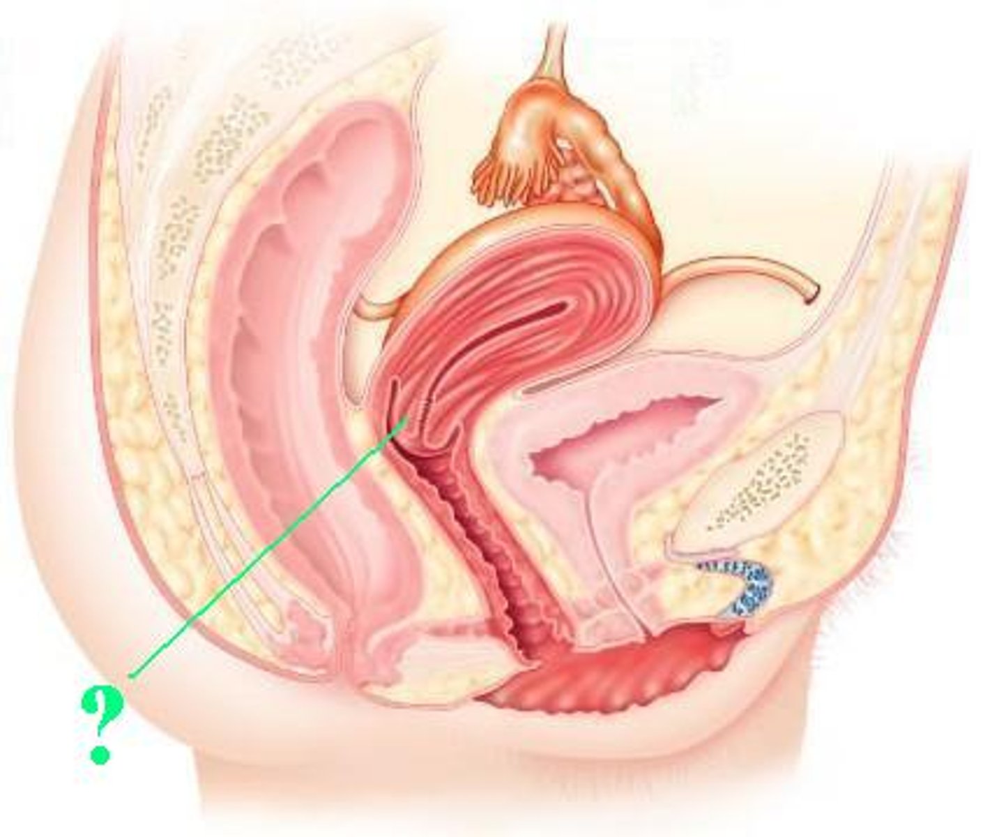 <p>Identify the indicated structure.</p>