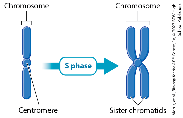 <p>the two copies of a chromosome resulting from DNA duplication that remain connected at the centromere</p>