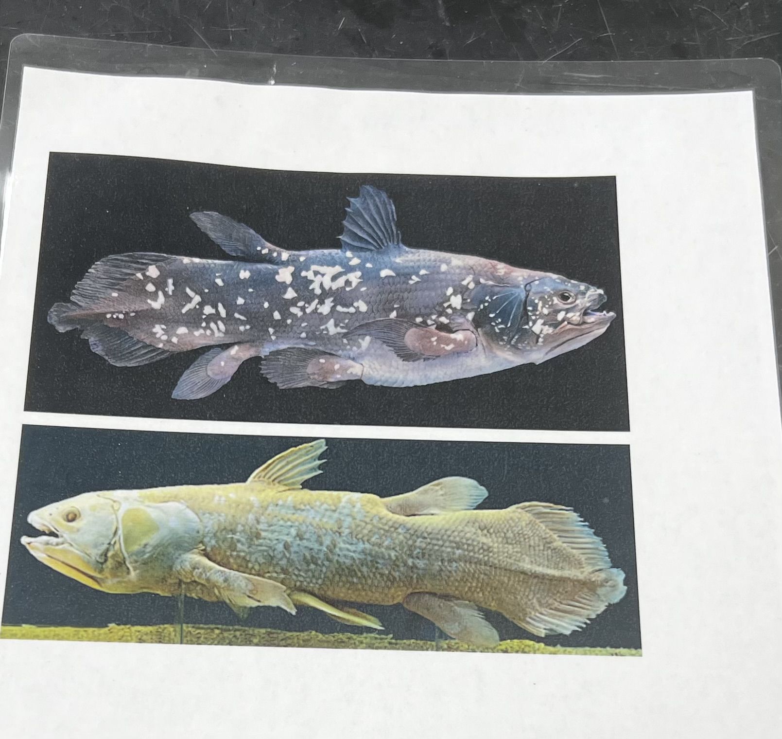 <p>name the superclass, class, order, and common name of this organism</p>