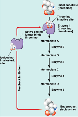 <p>Enzymes can be turned off by feedback inhibition. Metabolic pathways consist of a chain of reactions. Enzyme 1 makes the first molecule in the chain.(intermediate A) The final product (isoleucine) Once enough product is made it diffuses back to the 1st enzyme. Isoleucine binds to enzymes as a noncompetitive inhibitor because no more needs to be made.</p>