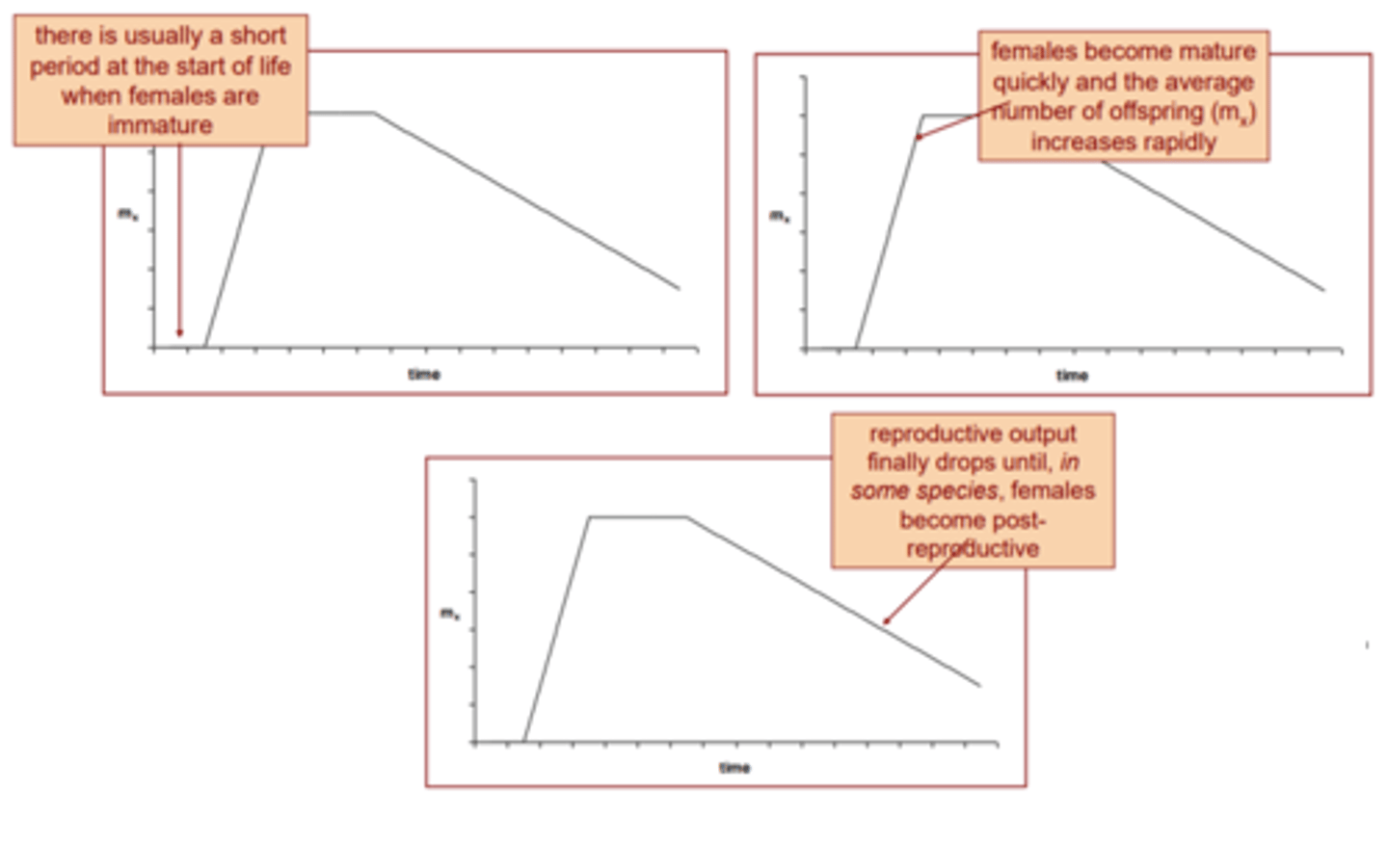 <p>Graph w/ number of offspring @ different ages after reaching reproductive age.</p><p>Constant: same offspring rate (whitetail deer).</p><p>Gradual decline: offspring decrease with age (red deer).</p><p>Rapid decline: offspring sharply decrease with age (meadow grass)</p><p>Semelparous: one reproductive event before death (mayflies)</p>