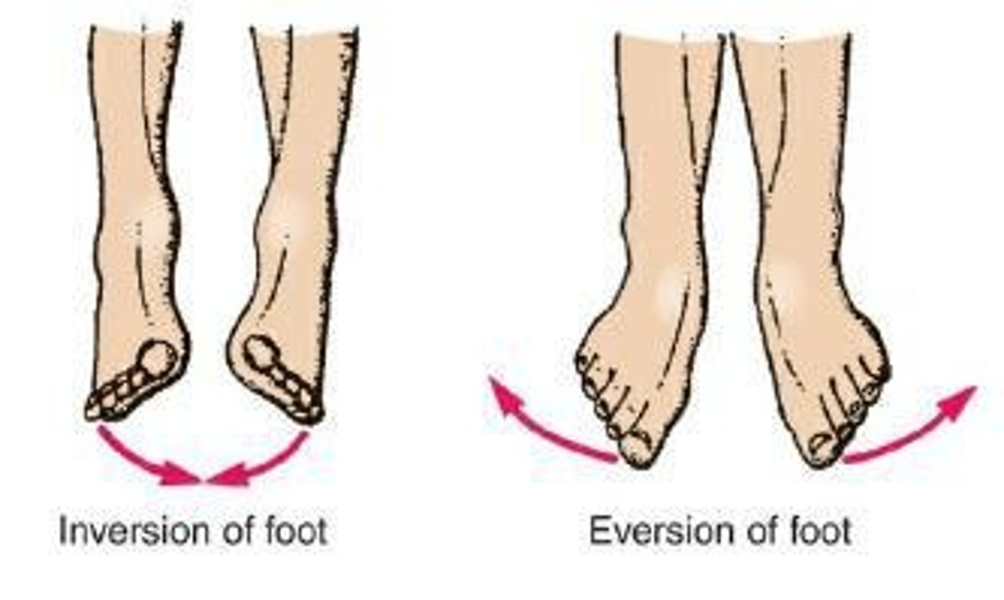 <p>Turning the sole of the foot so the sole faces a medial direction.</p>