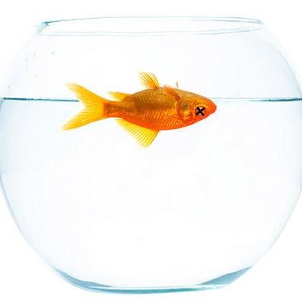 <p>(a business or a plan) to fail</p><p>~ go to the wall</p>