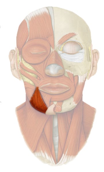 <p>- pulls angle of mouth downward</p><p>- origin base of mandible</p>