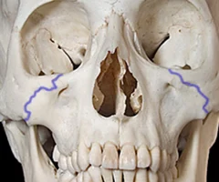 <p>Anterior View</p>