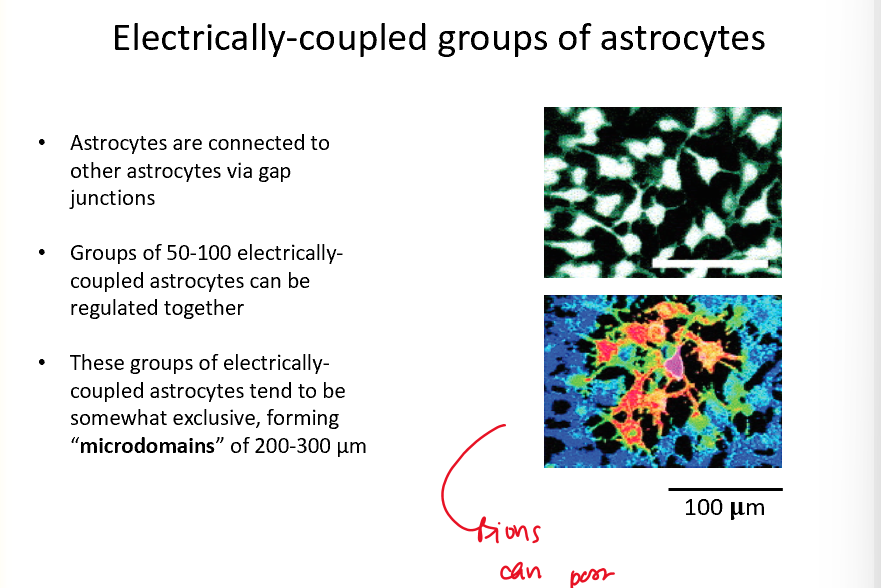 <ul><li><p>astrocytes are connected to other astrocytes via gap junctions</p></li><li><p>groups of 50-100 electrically coupled astrocytes can be regulated together</p></li><li><p>These groups of electrically coupled astrocytes tend to be somewhat exclusive, forming “microdomains” of 200-200 micrometerss</p></li></ul>