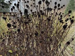 <p>Fine hairs on the stem and leaves </p><p> The leaves are large and oblong (up to 7 inches long) with a stem near the base and</p><p>smaller and stemless further up the stem. The basal leaves often wither away later in</p><p>the season. The stems are stout and light green in color, extending up to 2.5 feet tall.</p><p>Each flower head has around 10-20 yellow ray flowers and numerous dark brown disk flowers. The flowers bloom</p><p>around mid-summer for about a month and sometimes last into the fall. The plants have taproots and lack</p><p>rhizomes, as they rely on seed for reproduction.</p>