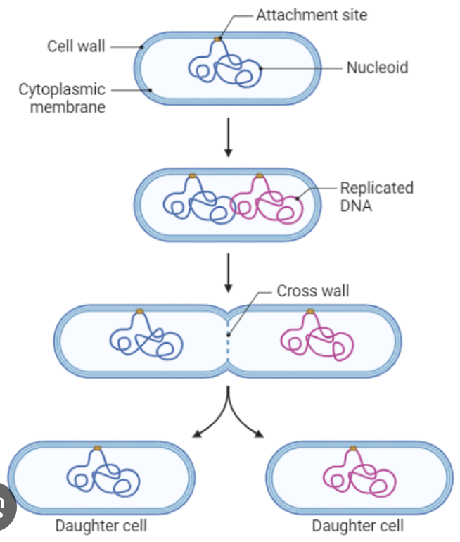 <p>Mitosis in bacterial cells where the one circular chromosome is replicated and then the bacteria divides.</p>