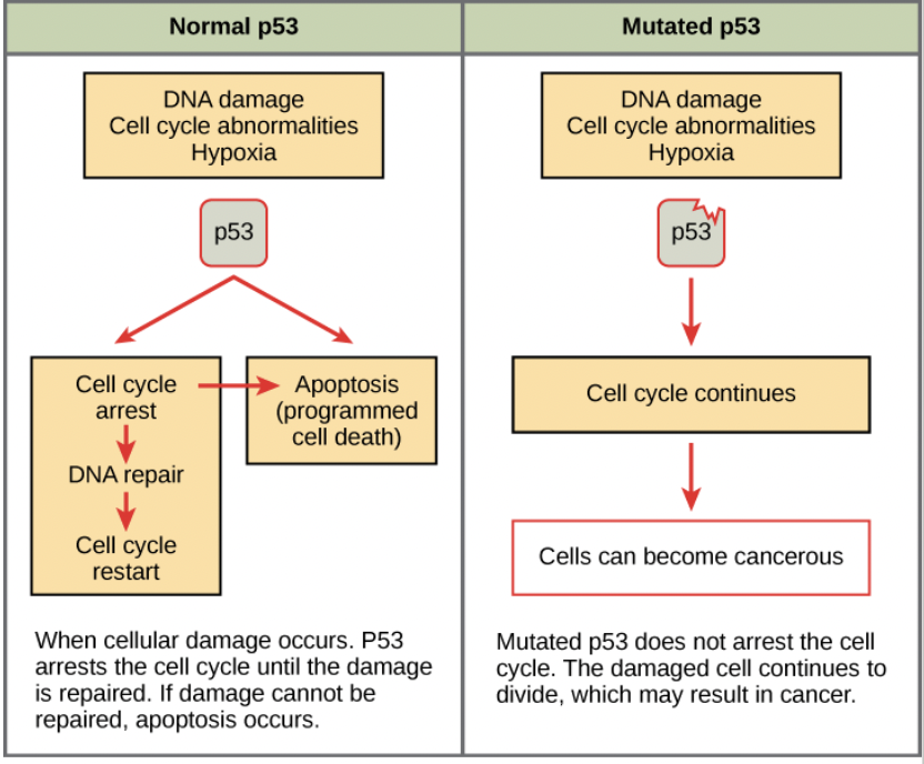<p><span style="background-color: transparent; font-family: "Proxima Nova", sans-serif;"><span>Cell does not stop division if mistakes are found</span></span></p>