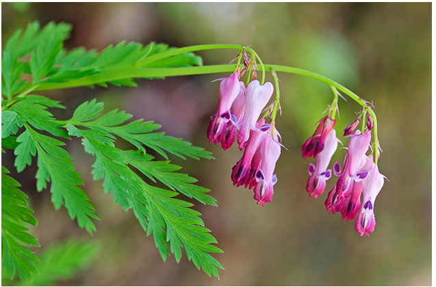 <p>Bleeding Heart</p>