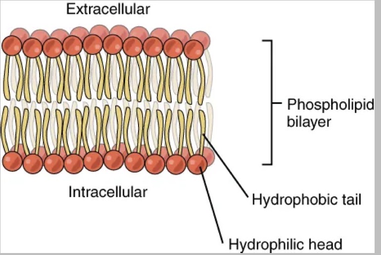 <p>How is the phospholipid bilayer organised?</p>
