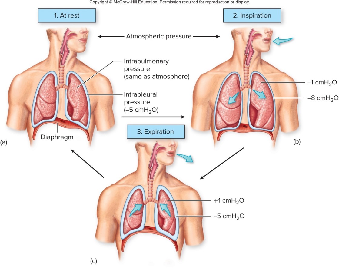 <p>pressure and lung volume</p>