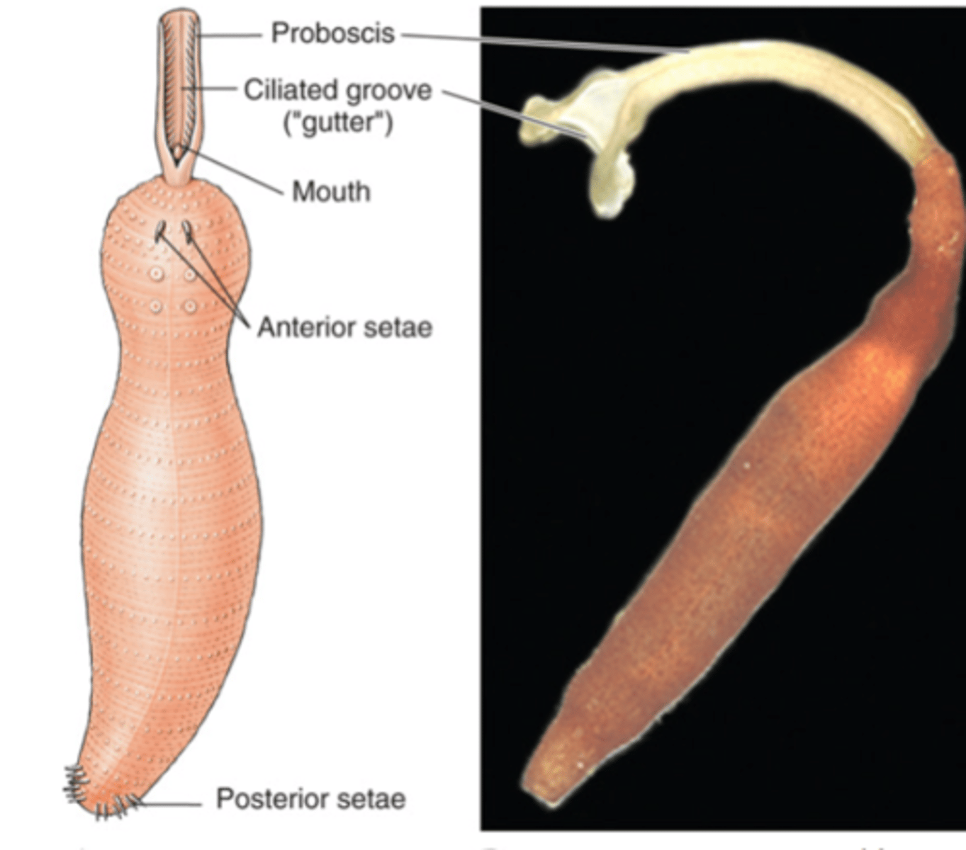 <p>part of clade sedentaria, proboscis with gutter</p>