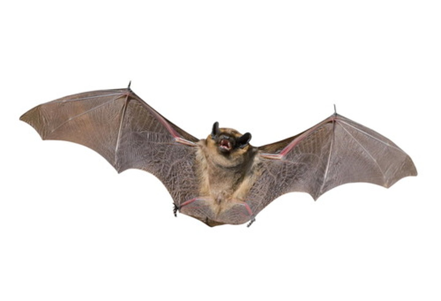 <p>a wooden club used in sports / or a flying mammal : gậy (thể thao) / con dơi</p>