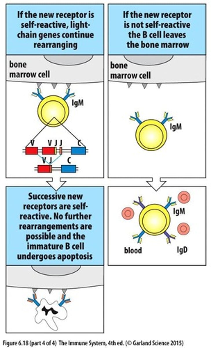 <p>They provide a strong signal that leads to the negative selection of self-reactive B cells.</p>