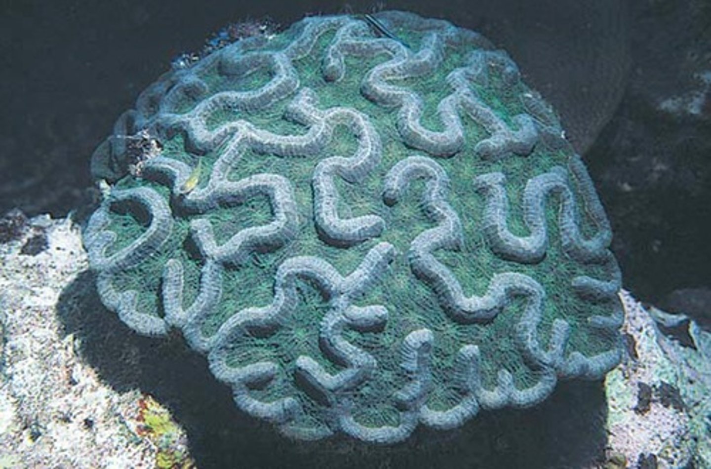 <p>round plates, solid, groves originate from center point</p>