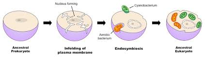<p>A relationship where one organism lives inside another, leading to the development of eukaryotic cells.</p>