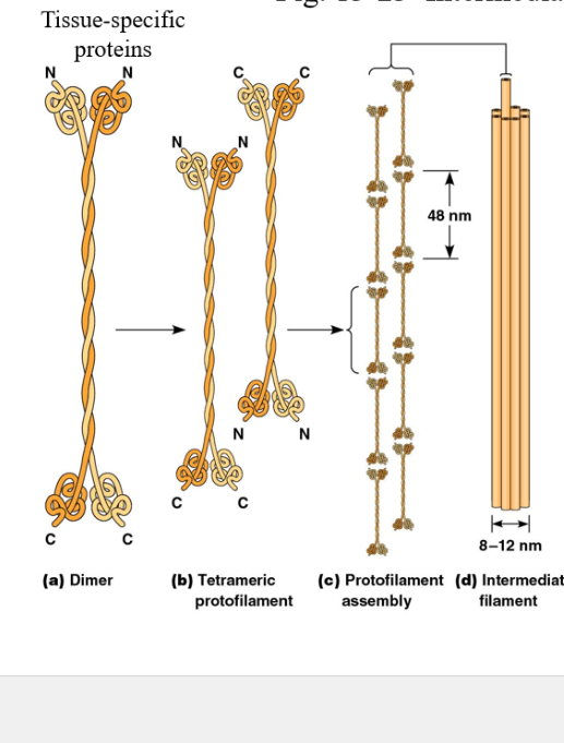 <ul><li><p>heterogenous group of similarly sized filaments</p></li><li><p>subunits are diverse but size remains the same</p></li><li><p>less dynamic that actin filaments or microtubules</p></li><li><p>between microfilaments and microtubules in size</p></li><li><p>role is structure and anchoring (keep membranous organelles in place)</p></li></ul><p></p>