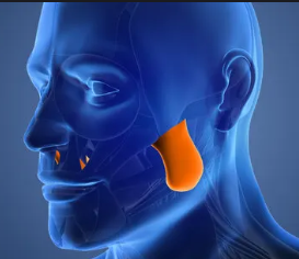 <p>Jaw-closing muscle that elevates the mandible. It is one of the strongest muscles in the body, crucial for chewing. </p>