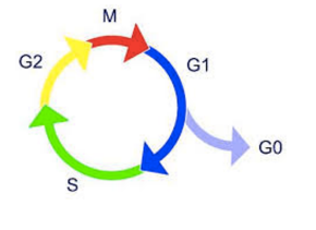 <p>when cell is not dividing = resting state - G0</p><p>some cells can re enter cell cycle - in response to signals</p><p>other cells permanently cant - undergone terminal differentiation</p>