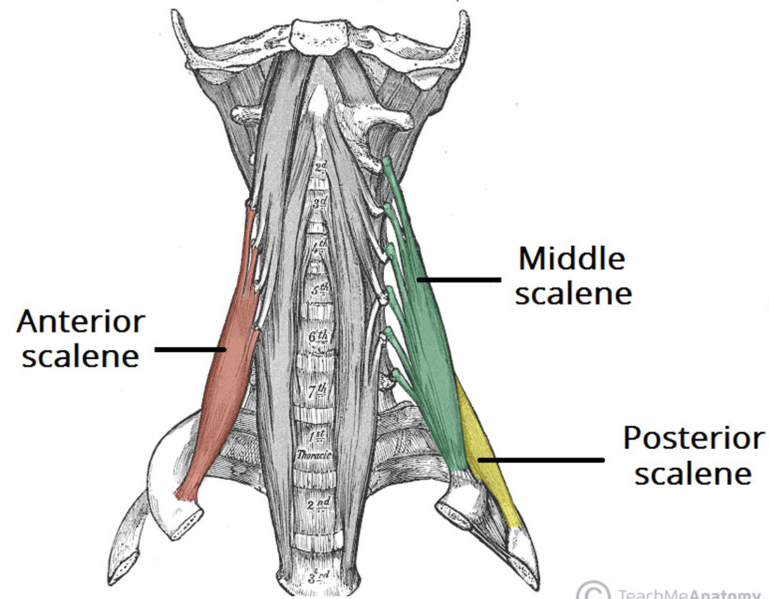 <p>Action and innervation of <strong>Scalene muscle</strong></p>