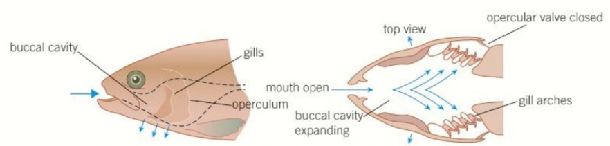 <p>System fishes use to move water over their gills at all times: what does this opening of the mouth increase the volume of?</p>