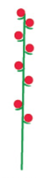<p>Is a similar to a raceme except that the flowers are sessile, lacking a pedicel</p>