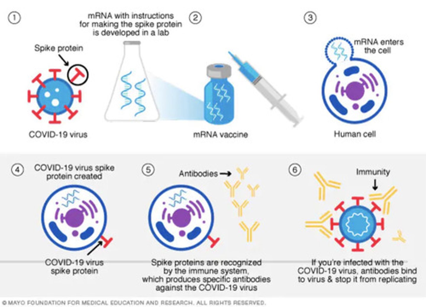 <p>Pfizer and Moderna</p>